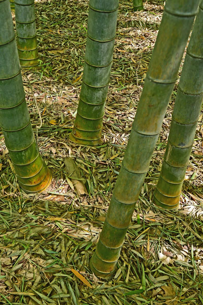 03-05 Moso bamboo in the 'Giant Bamboo Forest' 6854