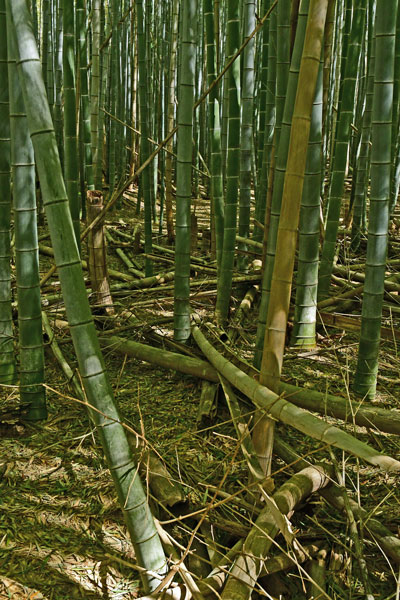 03-05 Moso bamboo in the 'Giant Bamboo Forest' 6857