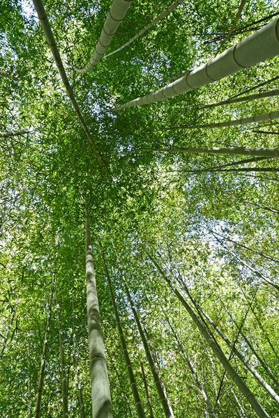 03-05 Moso bamboo in the 'Giant Bamboo Forest' 6860