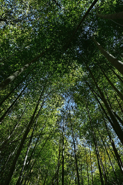 03-05 Moso bamboo in the 'Giant Bamboo Forest' 6861