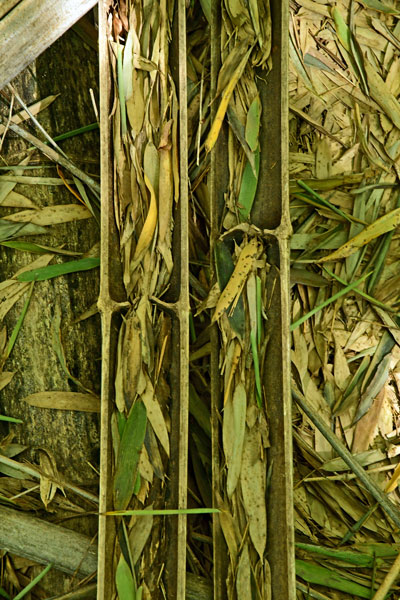 03-05 Moso bamboo in the 'Giant Bamboo Forest' 6863