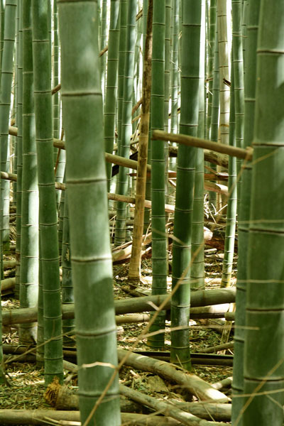 03-05 Moso bamboo in the 'Giant Bamboo Forest' 6866