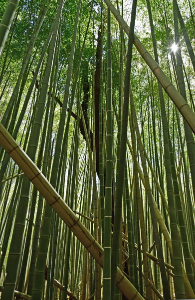 03-05 Moso bamboo in the 'Giant Bamboo Forest' 6871