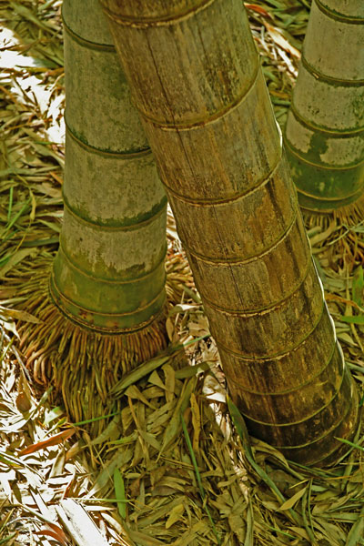 03-05 Moso bamboo in the 'Giant Bamboo Forest' 6873