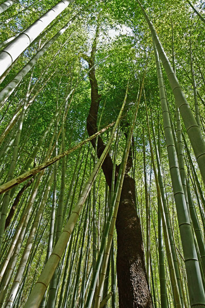03-05 Cherry tree in Moso bamboo in the 'Giant Bamboo Forest' 6876