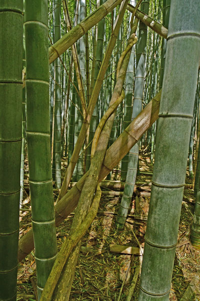 03-05 Moso bamboo in the 'Giant Bamboo Forest' 6882