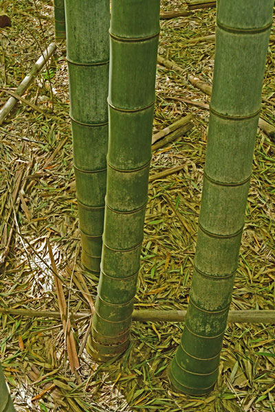 03-05 Moso bamboo in the 'Giant Bamboo Forest' 6883