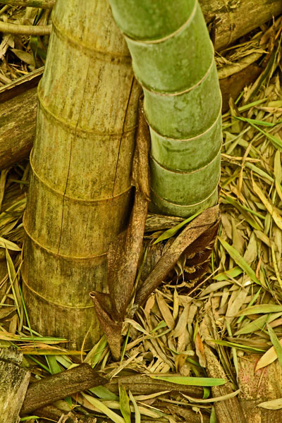 03-05 Moso bamboo in the 'Giant Bamboo Forest' 6890