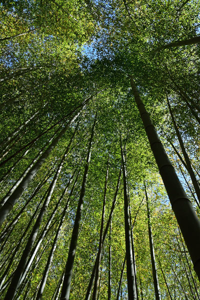 03-05 Moso bamboo in the 'Giant Bamboo Forest' 6895