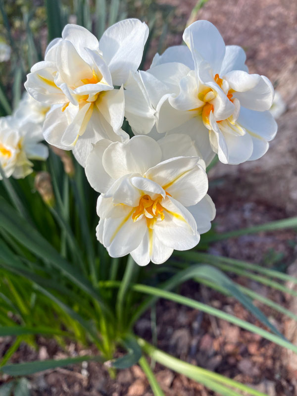 03-08 Daffodils i5764