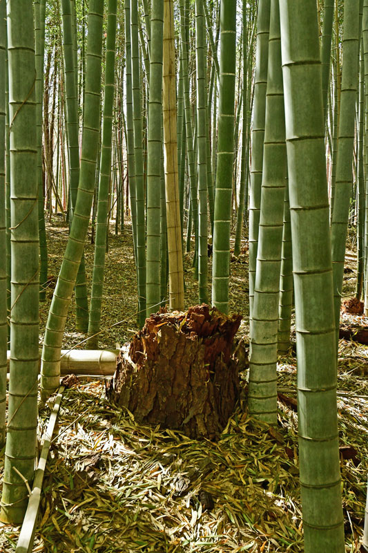 03-05 Moso bamboo in the 'Giant Bamboo Forest' 6897