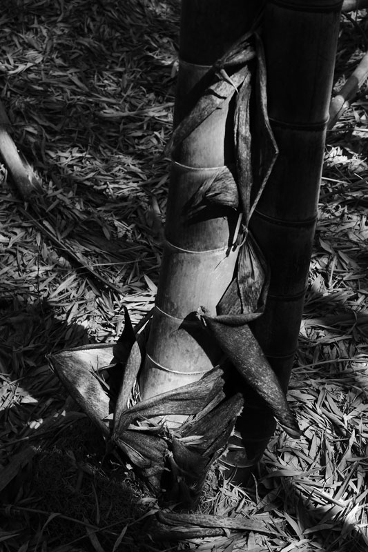 03-05 Moso bamboo in the 'Giant Bamboo Forest' 6905bw
