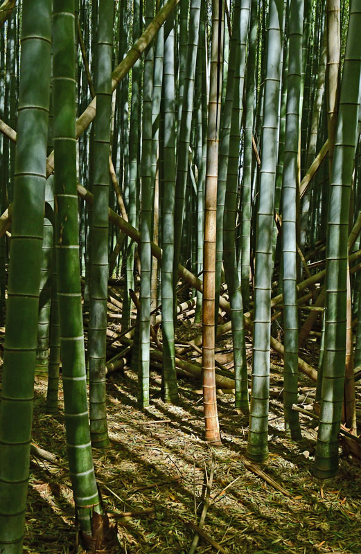 03-05 Moso bamboo in the 'Giant Bamboo Forest' 6906