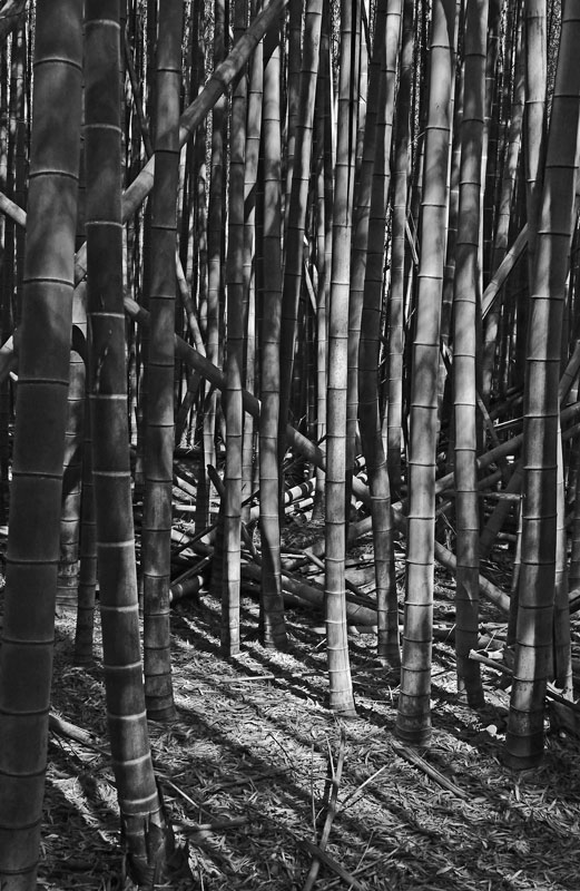 03-05 Moso bamboo in the 'Giant Bamboo Forest' 6906bw