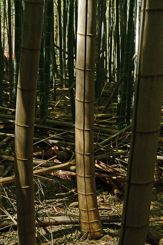 03-05 Moso bamboo in the 'Giant Bamboo Forest' 6908