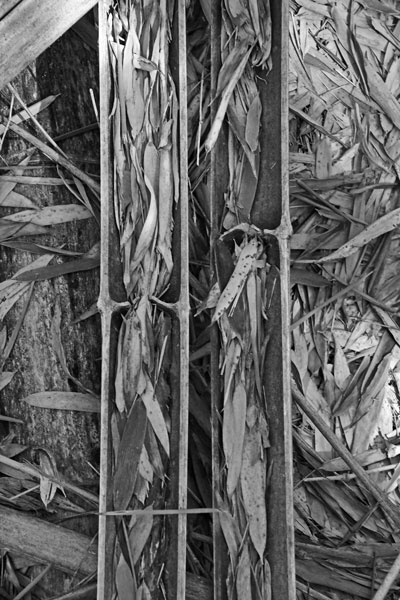 03-05 Moso bamboo in the 'Giant Bamboo Forest' 6863bw