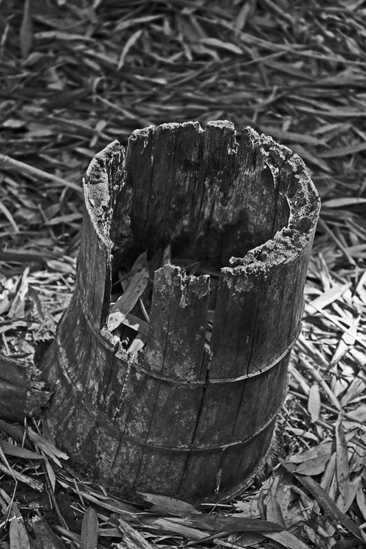03-05 Moso bamboo in the 'Giant Bamboo Forest' 6922bw