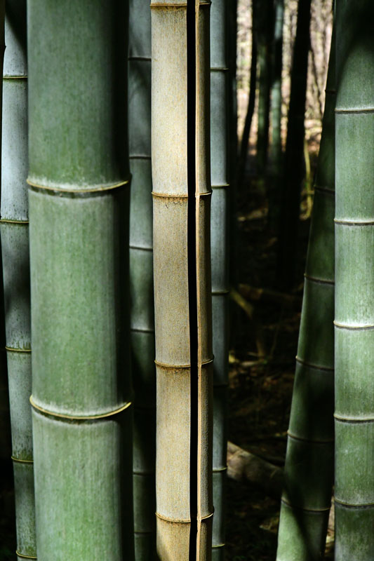 03-05 Moso bamboo in the 'Giant Bamboo Forest' 6923