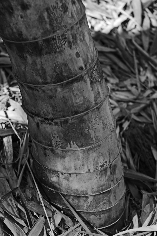 03-05 Moso bamboo in the Giant Bamboo Forest 6925bw