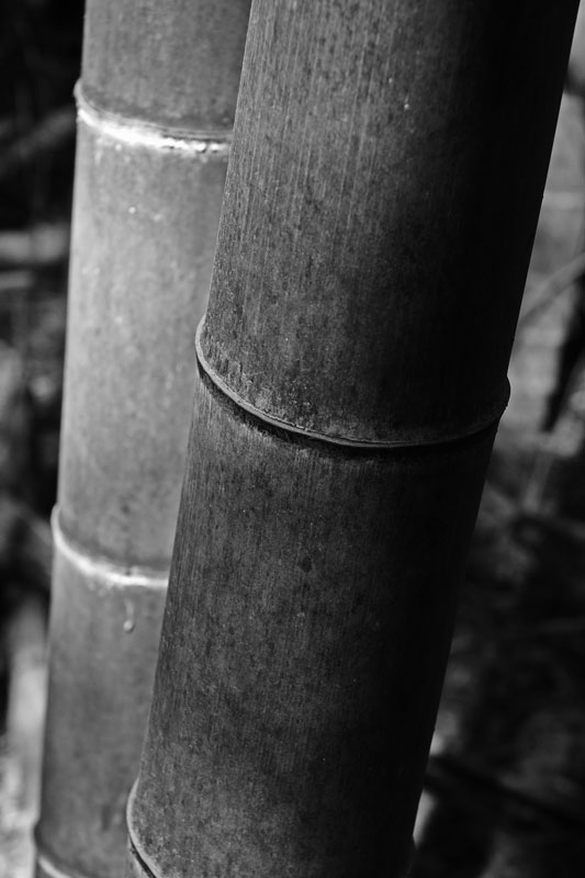 03-05 Moso bamboo in the 'Giant Bamboo Forest' 6927bw