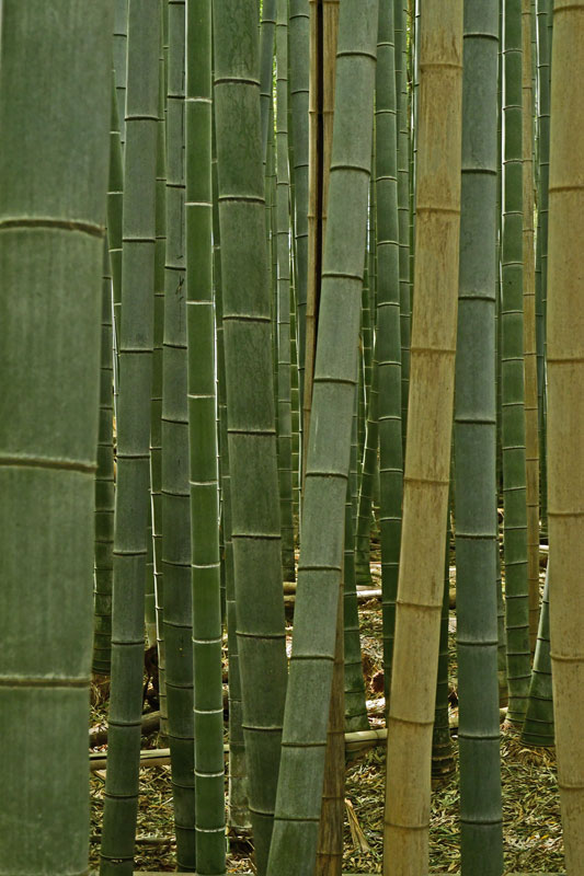 03 Moso bamboo in the Giant Bamboo Forest 05-6928