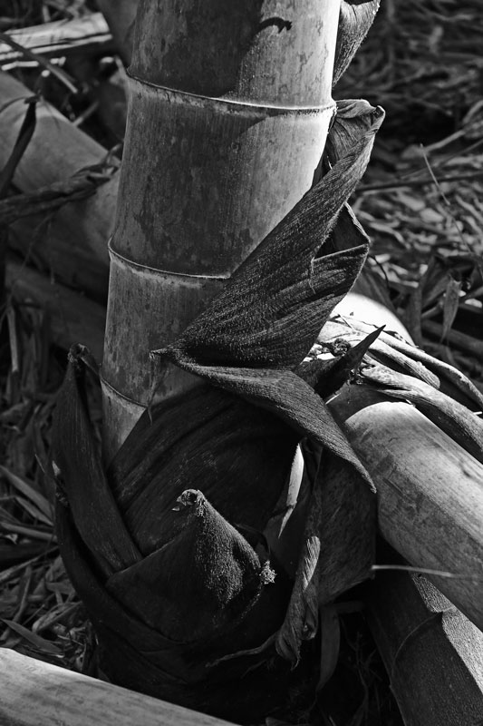 03-05 Moso bamboo in the 'Giant Bamboo Forest' 6930bw