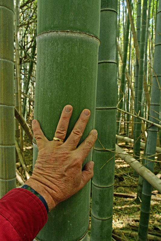 03-05 Moso bamboo in the 'Giant Bamboo Forest' 6931