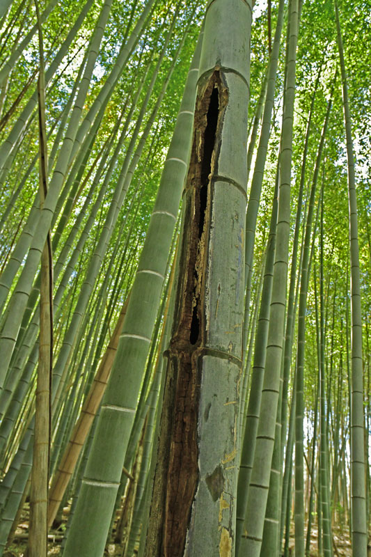 03-05 Rot in Moso bamboo in the 'Giant Bamboo Forest' 6932