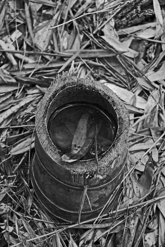 03-05 Moso bamboo in the 'Giant Bamboo Forest' 6951bw