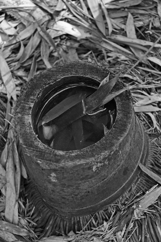 03 Moso bamboo in the 'Giant Bamboo Forest' 05-6952bw