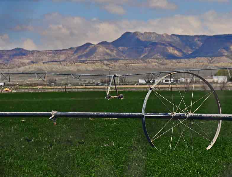 Utah19 Irrigated alfalfa 1-9990