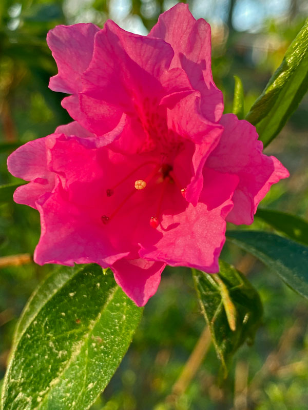 03-11 Azalea i5818