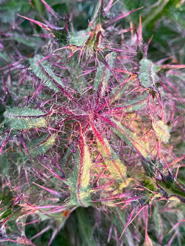 03-11 Bull thistle i5849