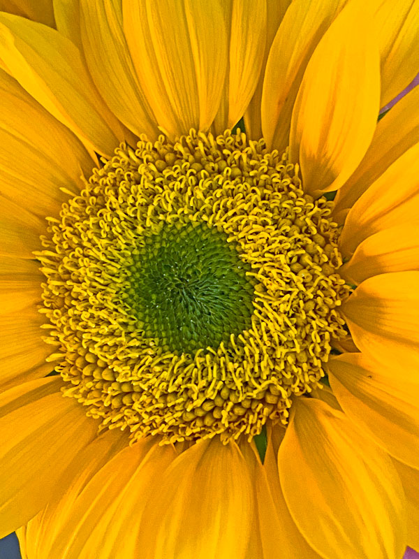 03-19 Sunflower i5937