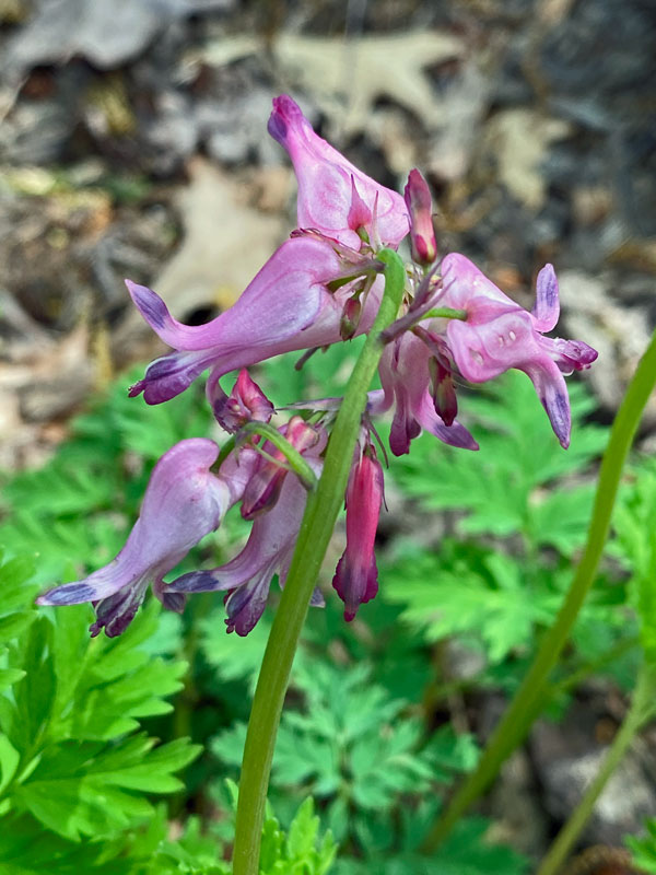 04-04 Bleeding heart i6431