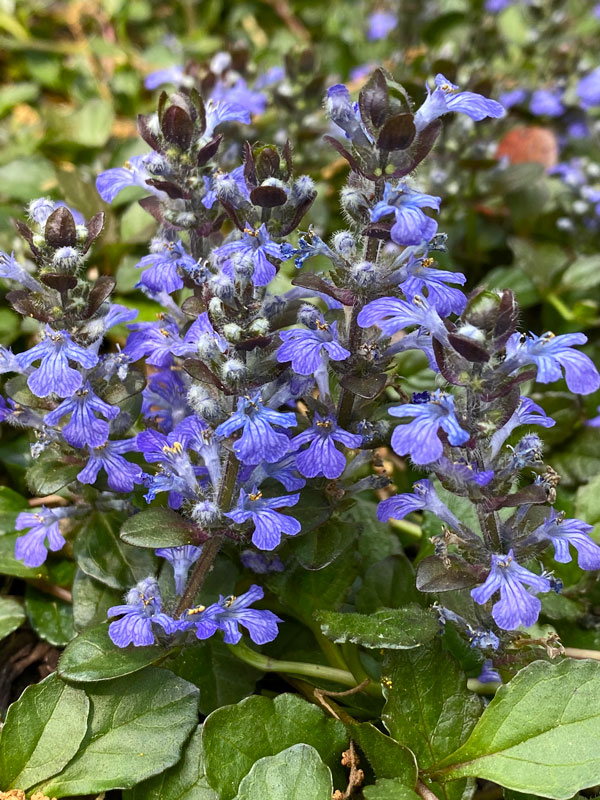 04-04 Ajuga i6437