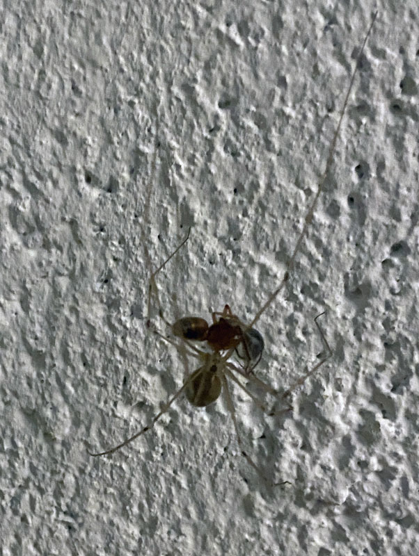 04-16 Spider and ant i6536