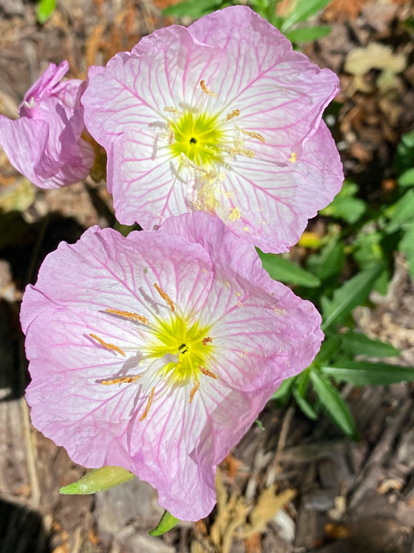 04-23 Primrose i6666