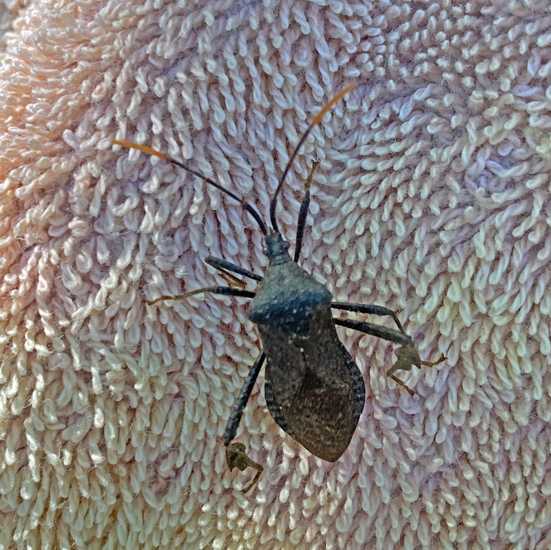 05-01 Leaf-footed bug i6752cr