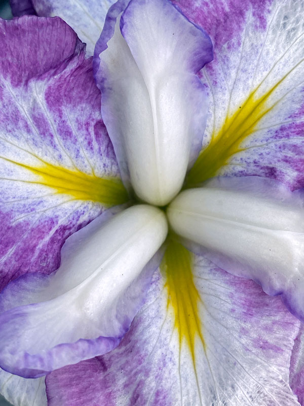 05-23 Iris i7146