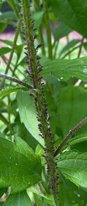 05-19 Aphids on Rudbeckia i7073