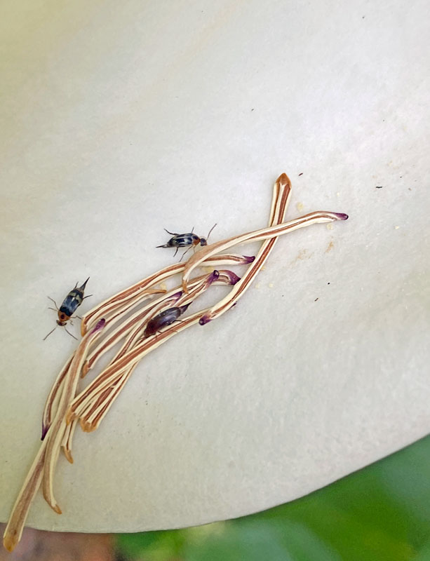 06-03 Tumbling flower beetles on magnolia i7273