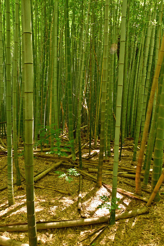 06 Moso bamboo in the 'Giant Bamboo Forest' 14-3300