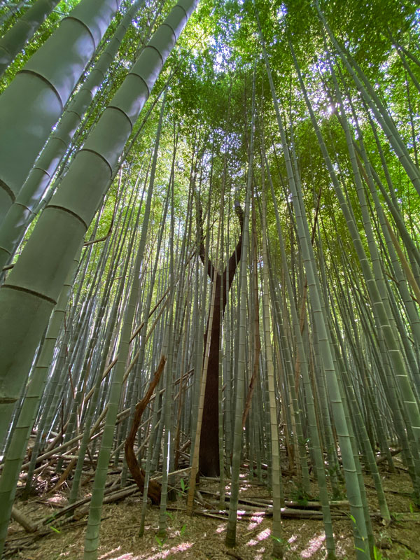06-14 Cherry tree and Moso bamboo in the Giant Bamboo Forest 7814