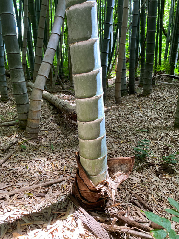 06-14 Moso bamboo in the 'Giant Bamboo Forest' i7865