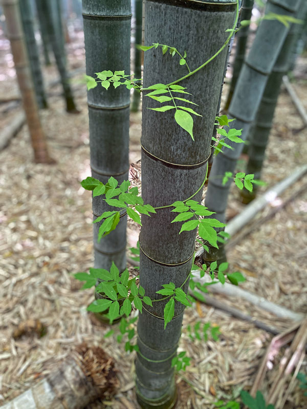 06-14 Trumpet vine on Moso bamboo in the 'Giant Bamboo Forest' iE7846