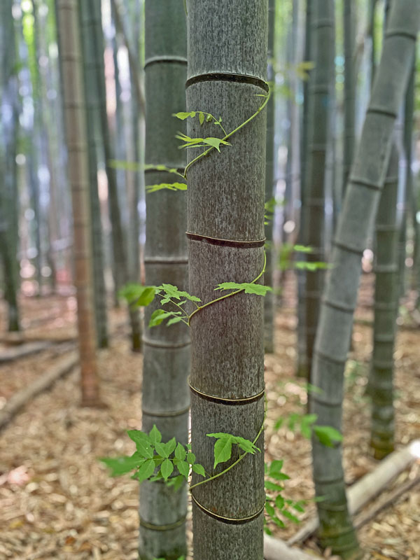 06-14 Trumpet vine on Moso bamboo in the 'Giant Bamboo Forest' iE7847