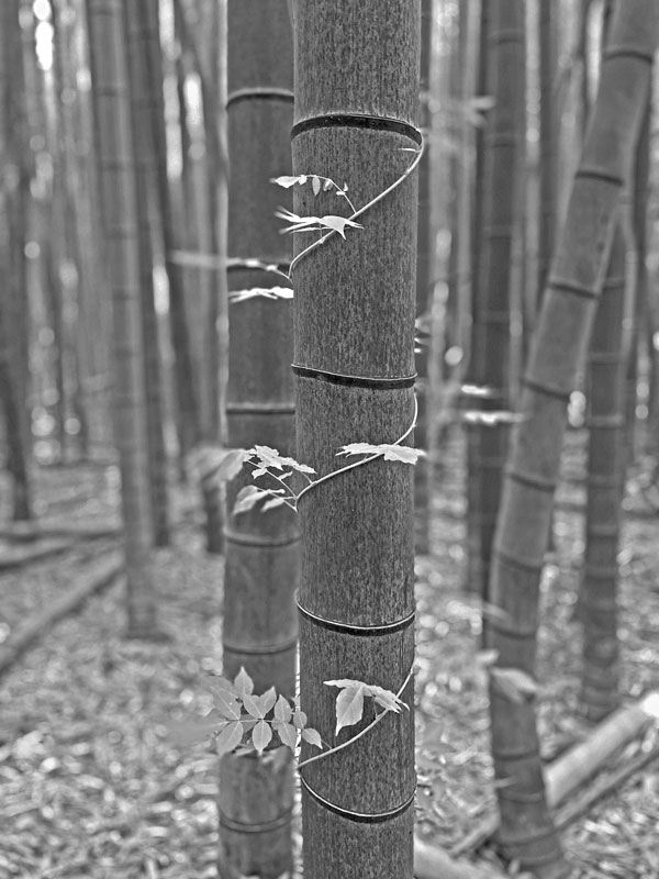 06-14 Trumpet vine on Moso bamboo in the 'Giant Bamboo Forest' iE7847ir