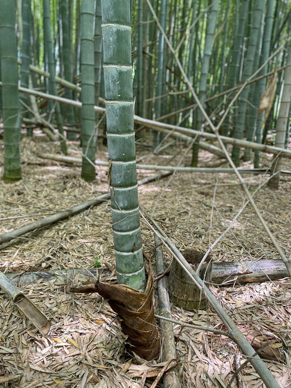 06-14 Moso bamboo in the 'Giant Bamboo Forest' iE7859