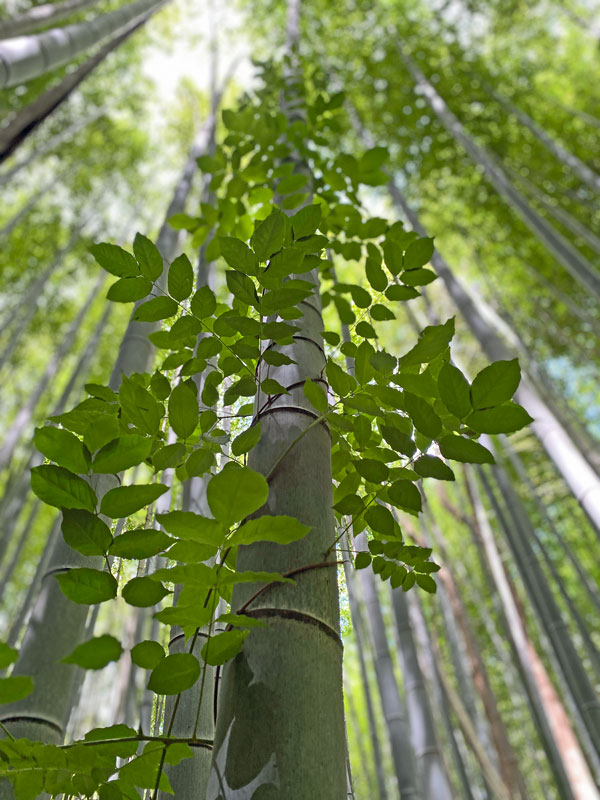 06-14 Trumpet vine on Moso bamboo in the 'Giant Bamboo Forest' iE7872